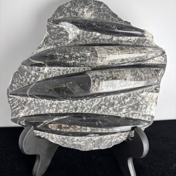 Orthoceras - Boutique Pierres Lithothérapie