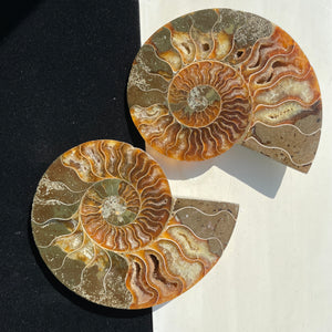 Ammonite no.365