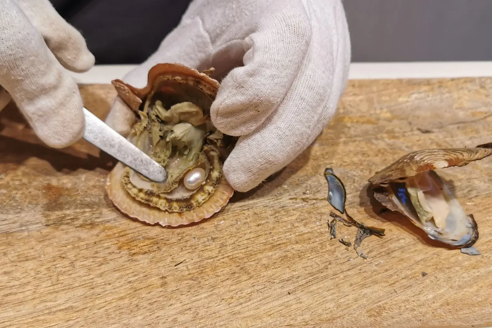 Huître perlière ouverte révélant une perle de culture lors d'une activité d'extraction au Centre d'Activités Minéralogiques, pres de Alma