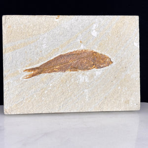 Fossile de poisson