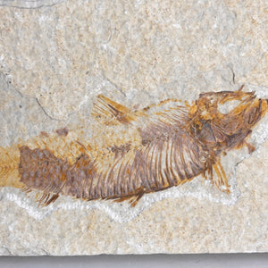 Fossile de poisson