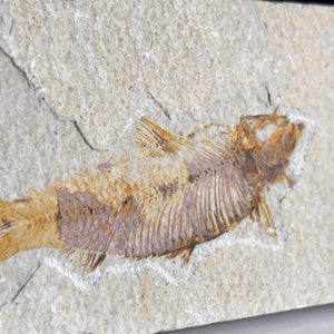 Fossile de poisson