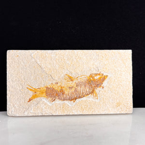 Fossile de poisson