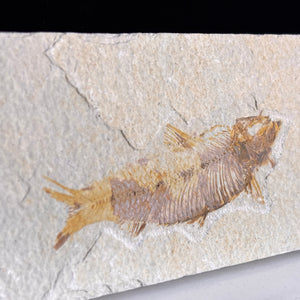 Fossile de poisson