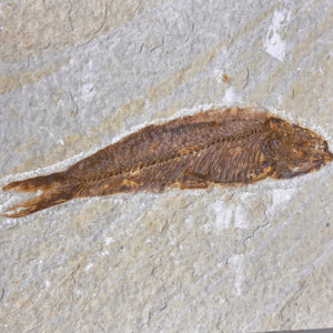 Fossile de poisson