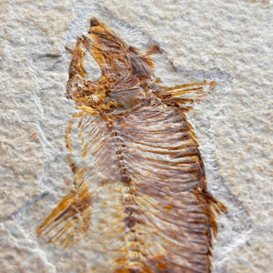 Fossile de poisson