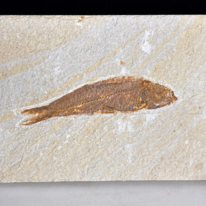 Fossile de poisson