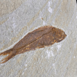 Fossile de poisson