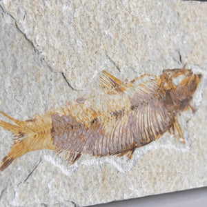 Fossile de poisson