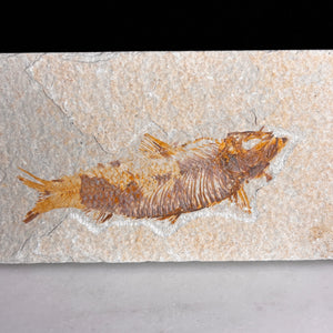 Fossile de poisson