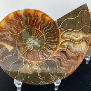 Ammonite no.365