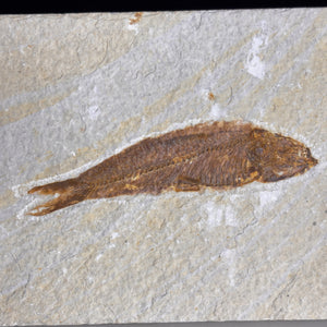 Fossile de poisson