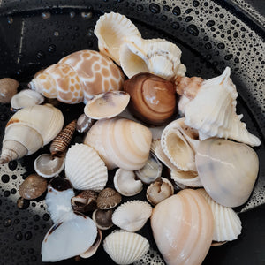 Minerals discovery activity | Prospection-Express | seashells