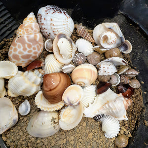 Minerals discovery activity | Prospection-Express | seashells