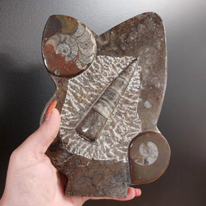 Fossile de Orthoceras (orthocère ) no.61