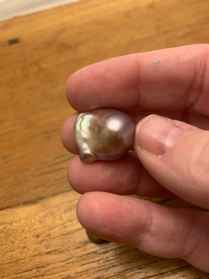 Baroque pearl oyster