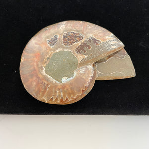 Ammonite naturelle  no.366 - fossile