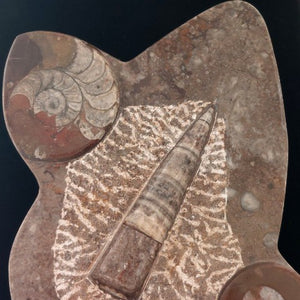 Fossile de Orthoceras (orthocère ) no.61