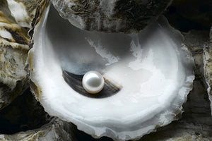 Pearl oyster: The Classic